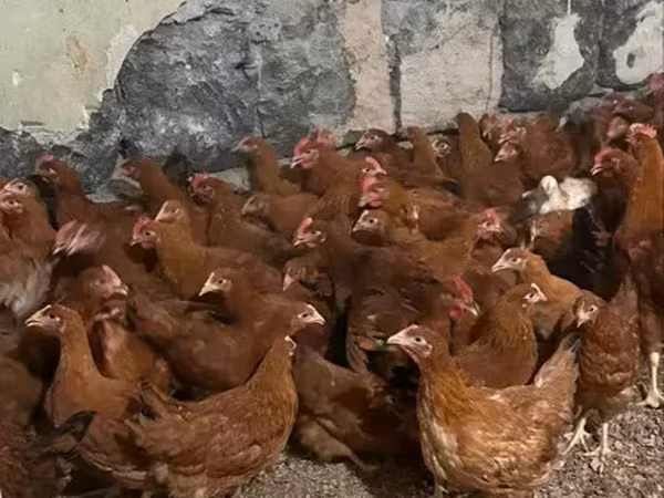 Chickens — أرمينيا