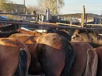 خيول (دفعة، الجنس غير محدد), Horse breed — الصورة 3