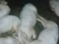 Eber, Schweine — Foto 3