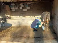 Vaca, Latvian Blue cattle — foto 2