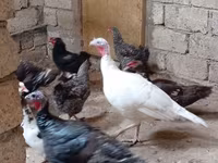 Turkeys — photo 2