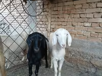Koza, Kozy — foto 4
