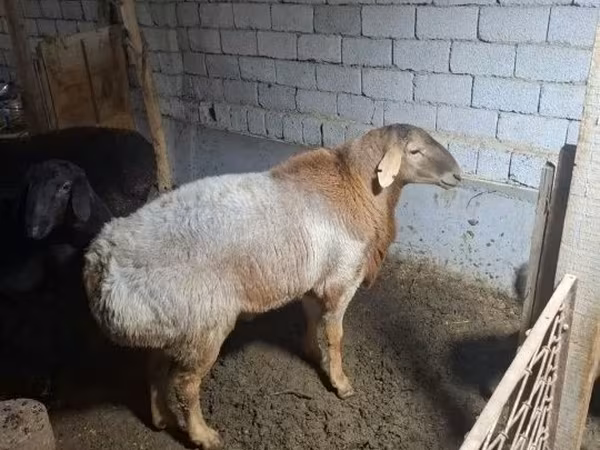 Ovce (šarže, pohlaví neuvedeno), Ovce