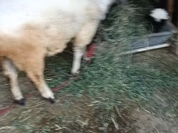 Sheep (batch, sex not specified), Sheep