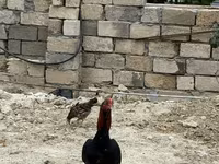 Chickens — foto 8