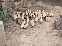 German Pekin — photo 6