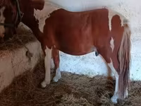 Kůň, Koně — foto 2