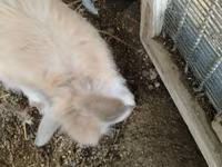 Chickens — foto 6
