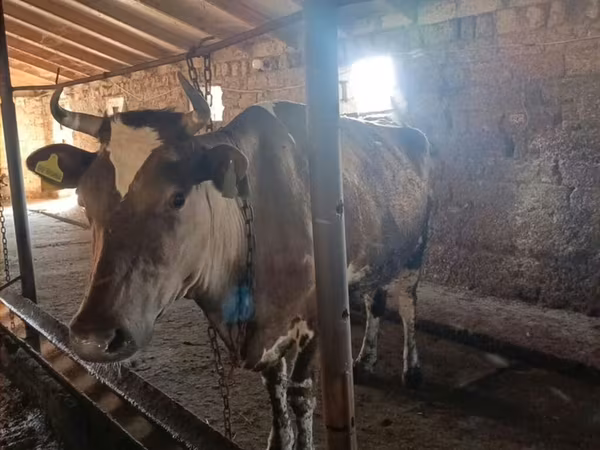 İnək, Simmental cattle