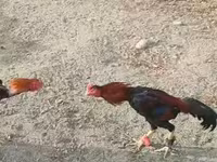 Chickens — Foto 5