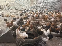 Chickens — photo 5