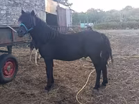 Horse (M), Horses — photo 1
