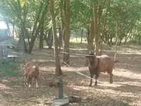 Bode, Cabras — foto 2