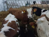 Cattle (batch, sex not specified), Limousin cow — photo 5