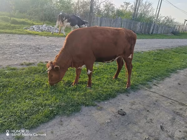 母牛, Cattle — 阿塞拜疆