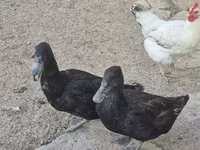Domestic Muscovy — photo 6