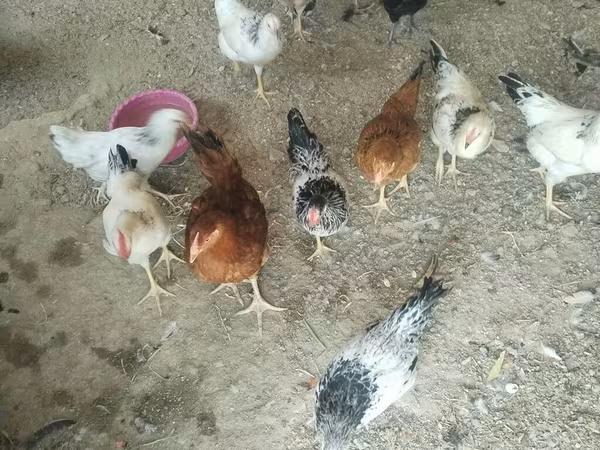 Chickens — Azərbaycan