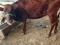 Cow, Cattle — photo 3