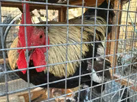 Chickens — الصورة 4