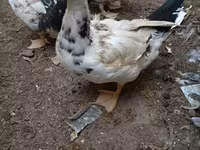 Ev Muskovisi — foto 3