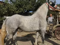 Égua, Andalusian horse — foto 2