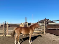 马匹（批次，未指定性别）, Kazakh horse — 照片 1