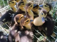 Ducks — photo 1