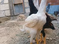 Chickens — photo 1