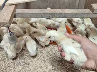 Chickens — الصورة 3