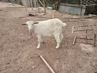 Koza, Saanen goat — foto 3