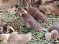 Ducks — फ़ोटो 6