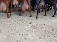 Dişi keçi, Murcia-Granada goats — foto 2