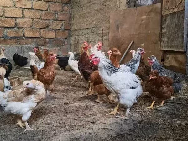 Chickens