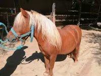 Horse (M), Shetland Pony — photo 2