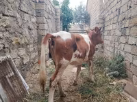 Krowa, Simmental cattle — zdjęcie 7