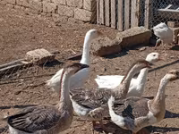 Geese — 照片 4