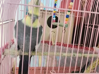 Nimfa (cockatiel) cütü və qəfəs dəsti - Növ: Nimfa (Nymphicus — фото 3