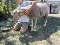 Ovelha, Lacaune sheep — foto 4