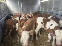 ثور, Simmental cattle — الصورة 1