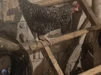 Chickens — photo 4