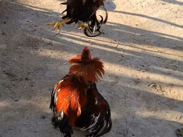 Chickens