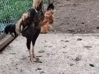 Brahma — foto 4