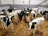 Vaca, Russian Black pied cattle — foto 4