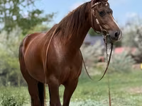 Stute, Quarter Horse — Foto 1