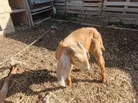 Sheep (batch, sex not specified), Sheep — photo 5