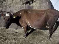 بقرة, Russian Black pied cattle — الصورة 2