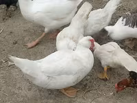 Chickens — फ़ोटो 3