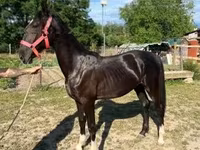 Kobyła, Dutch warmblood horse — zdjęcie 3