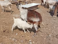 Billy Goat, Saanen goat — photo 7