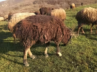 公羊, Sheep — 照片 6